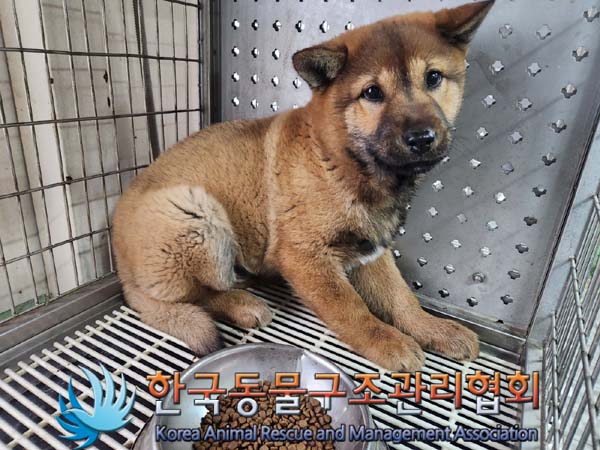 한국동물구조관리협회_411311202400088